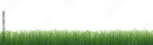 Green Grass Panorama Isolated White Background