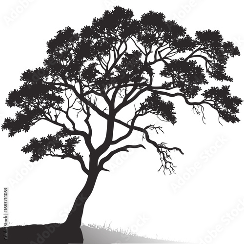 Silhouette of a mature tree with dense foliage and exposed branches on a small grassy hill slope view vector illustration