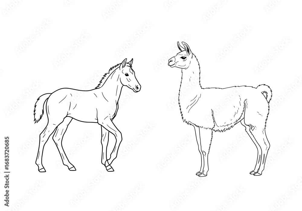Fototapeta premium Outlines of a foal walking and a llama standing side by side in a simple presentation style