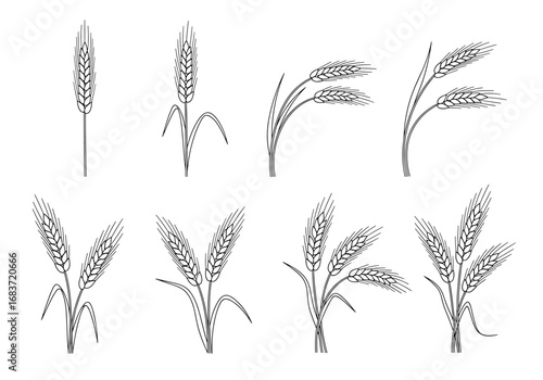 Line art illustration showcasing eight wheat stalks in various arrangements and growth stages