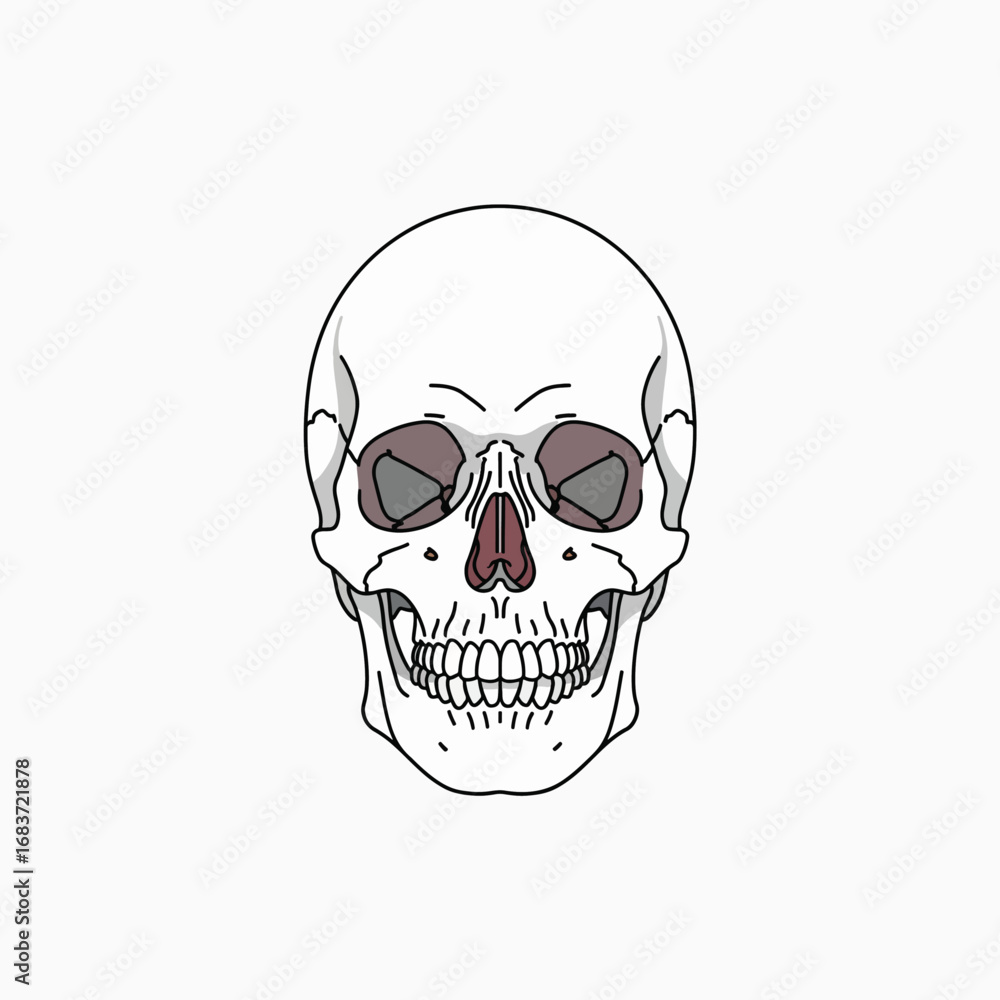 Fototapeta premium Anatomical Frontal View of a Human Skull with Detailed Features