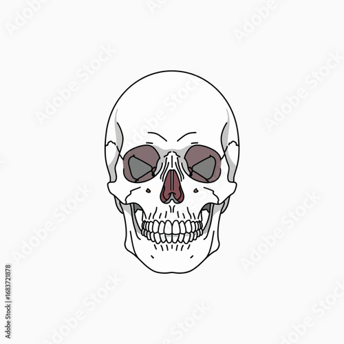Anatomical Frontal View of a Human Skull with Detailed Features