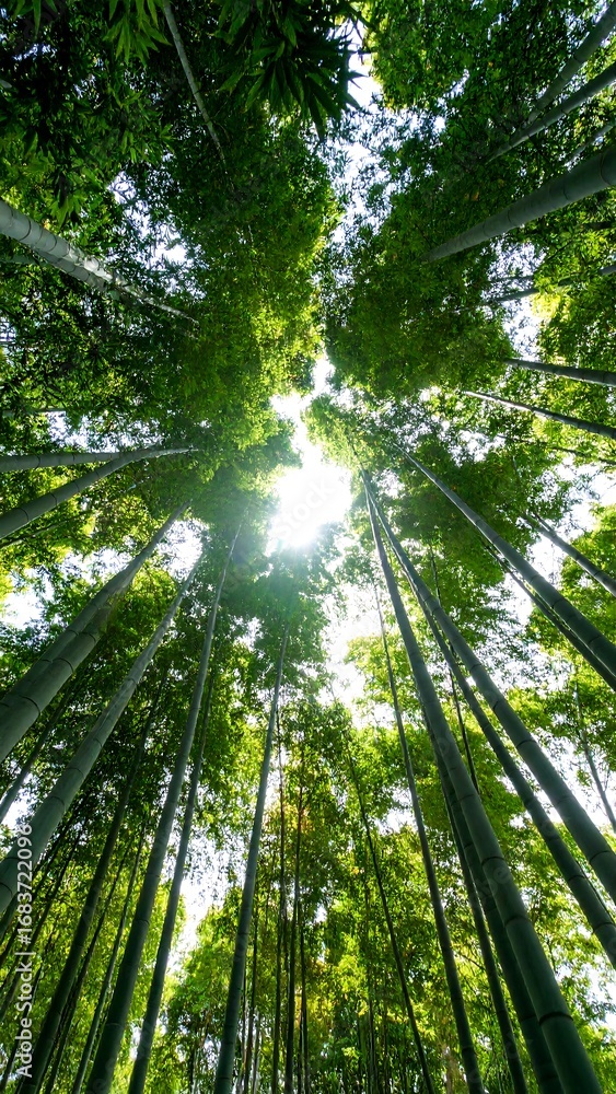 Naklejka premium Lush bamboo forest canopy