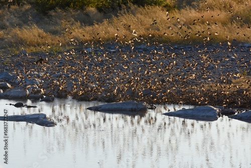 Blutschnabelweber (quelea quelea) am Moringa Wasserloch im Etoscha Nationalpark