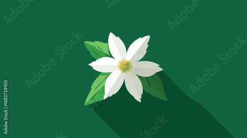 Elegant vector illustration of a white citrus flower and green leaves against a green background creates spring bloom feeling