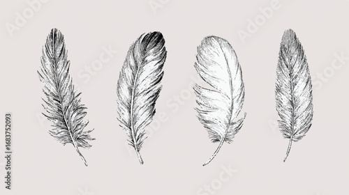 Four detailed feather illustrations arranged elegantly on a light background showcasing textures and patterns