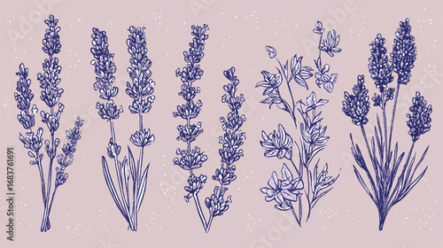 Hand drawn sketch illustration of Lavender flowers in vector format on dusty pink background