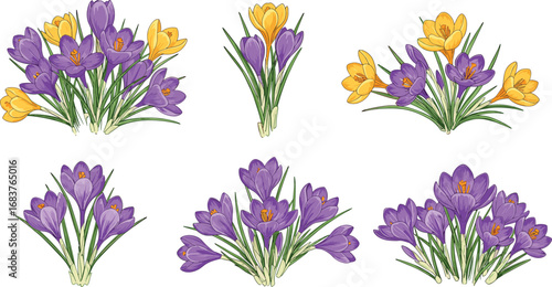 Beautiful crocus flower illustration set with purple and yellow blossoms, perfect for spring floral designs, botanical artwork, and decorative patterns