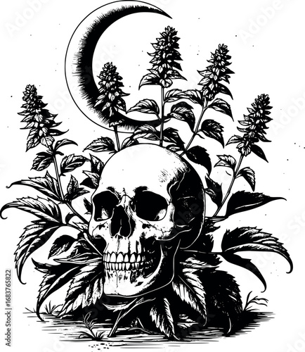 Hemlock occult botanical etching. Engraved poison plant with skull and moon.