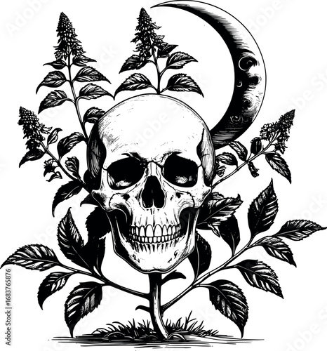 Hemlock occult botanical etching. Engraved poison plant with skull and moon.