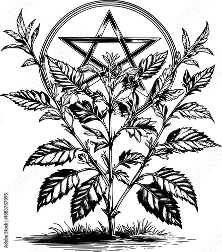 Wormwood occult engraving. Etched botanical with pentagram and ancient symbolism.