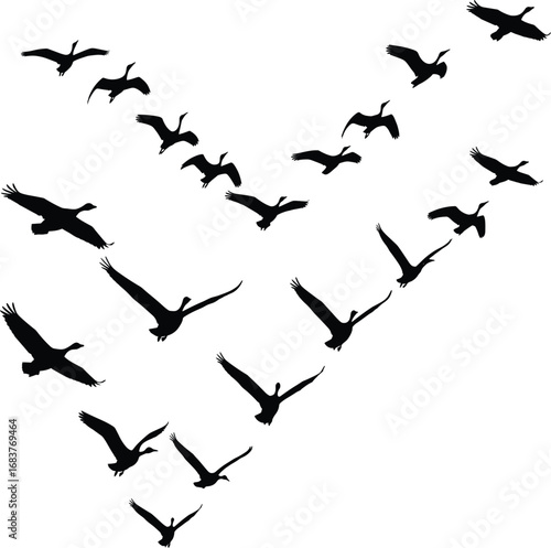 Flock of birds flying in V formation, migratory pattern, silhouette style, vector illustration, nature, wildlife, freedom, 