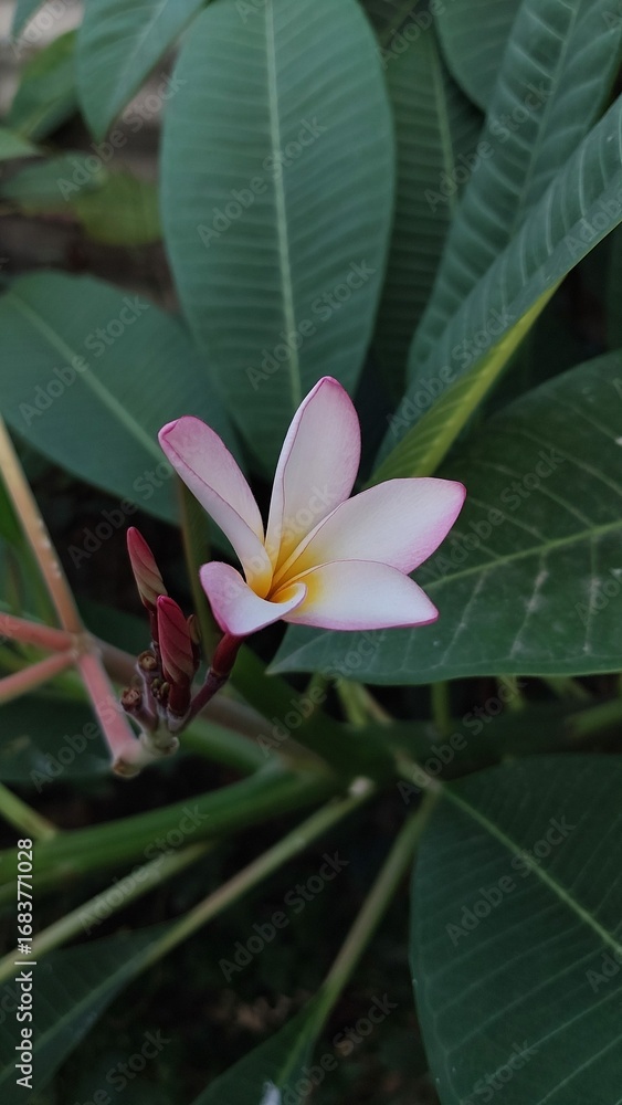 Obraz premium pink frangipani flower growing up.