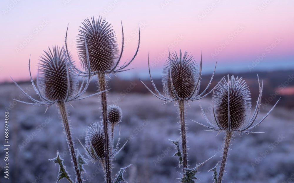 Obraz premium Teasels Silhouette in the Soft Dawn Light: A striking composition showcasing a close-up view of teazel plants in silhouette against a pastel dawn sky. The scene evokes tranquility and serenity. 