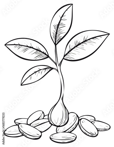Seedling sprouting from a pile of seeds sketch with leaves and stem detail
