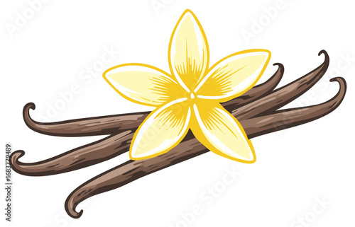 Vanilla orchid blossom with dried vanilla beans food ingredient illustration