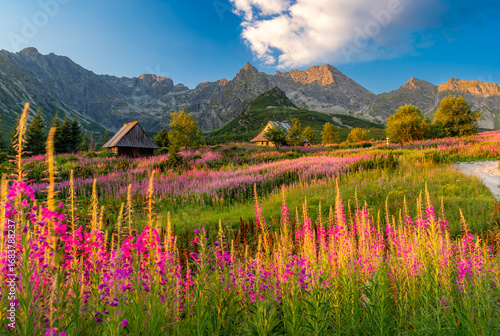 Fototapeta Naklejka Na Ścianę i Meble -  Mountain landscape, Tatra mountains summer landscape in Poland, colorful sunrise on Hala Gasienicowa (Gasienicowa Glade) with blooming fireweed