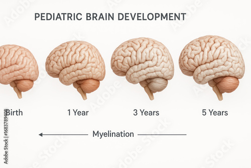 Pediatric Brain Development Stages: Birth to 5 Years - Illustration