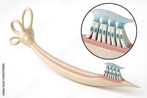 Inner Ear Anatomy Illustration, Showing Cochlea and Hair Cells - Illustration
