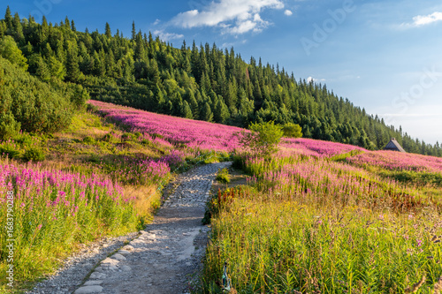 Fototapeta Naklejka Na Ścianę i Meble -  Mountain landscape, Tatra mountains summer landscape in Poland, colorful sunrise on Hala Gasienicowa (Gasienicowa Glade) with blooming fireweed