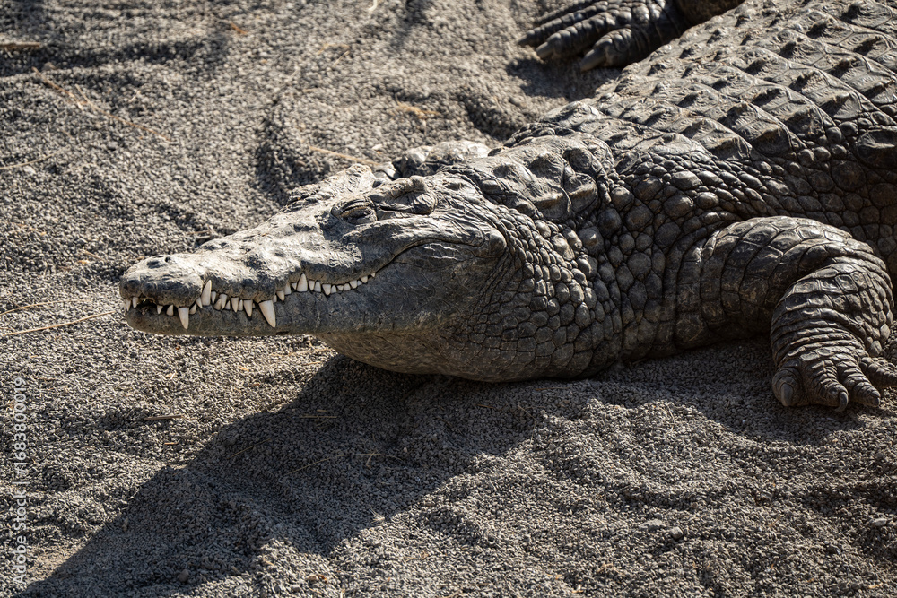 Obraz premium A Nile Crocodile Sunbathing