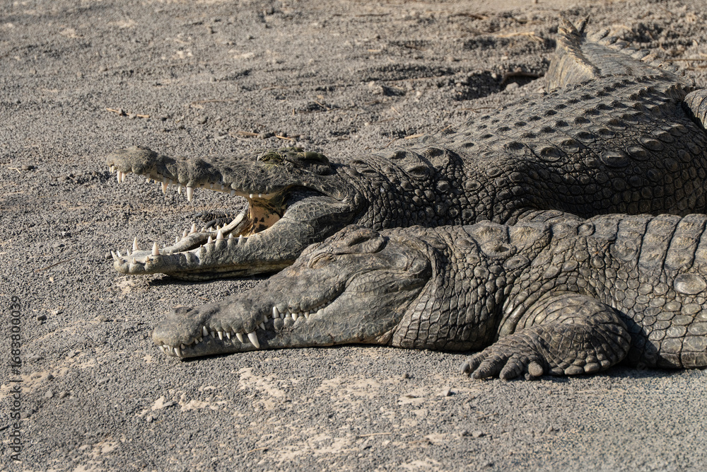 Obraz premium Nile Crocodiles Sunbathing