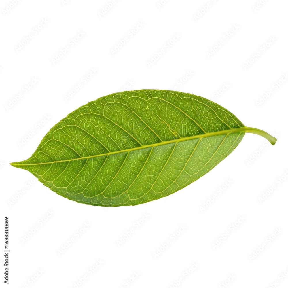Obraz premium Single green leaf isolated on transparent background transparent background