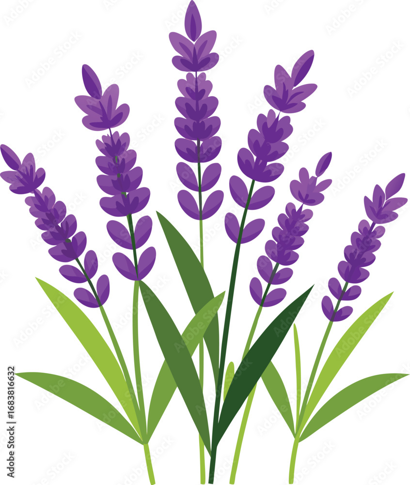 Fototapeta premium bouquet of lavender flowers