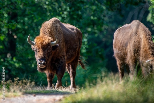 Wisente auf Bornholm