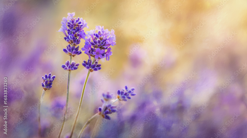 Fototapeta premium watercolor pictures Natural little a Lavender flower field in a lifestyle style expressing wonder with pastel floral shades and golden lighting harmony