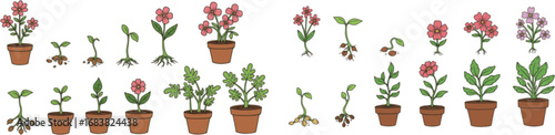 Plant growth from seed to sprout and flower. Doodle icons of process of houseplant growing in pot. Nature, garden, botany concept with stages of flower life, vector hand drawn illustration