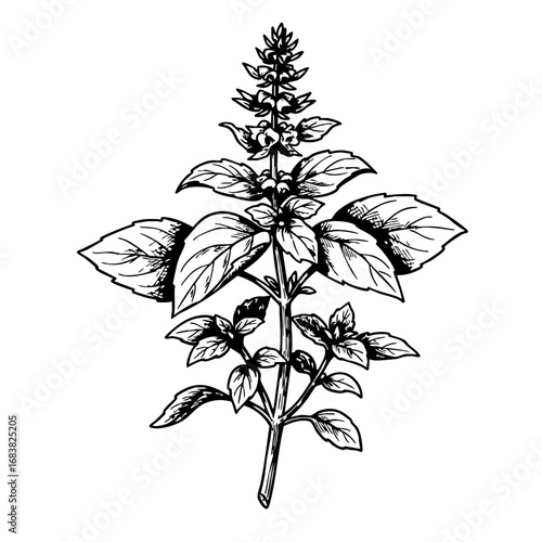Vintage basil sketch showing detailed botanical illustration  