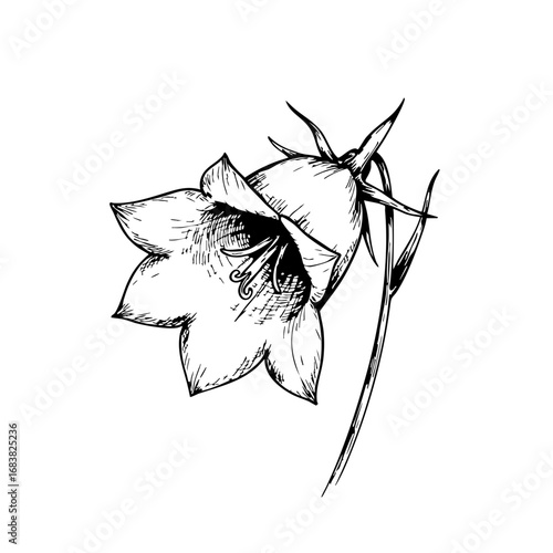 Vintage sketch of a bellflower in black and white illustration  