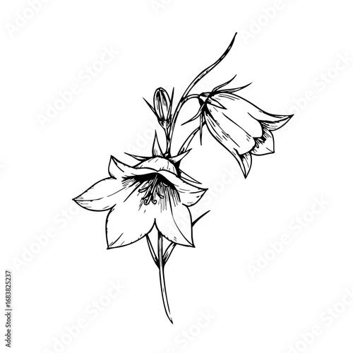 Vintage bellflower sketch with detailed floral illustration  