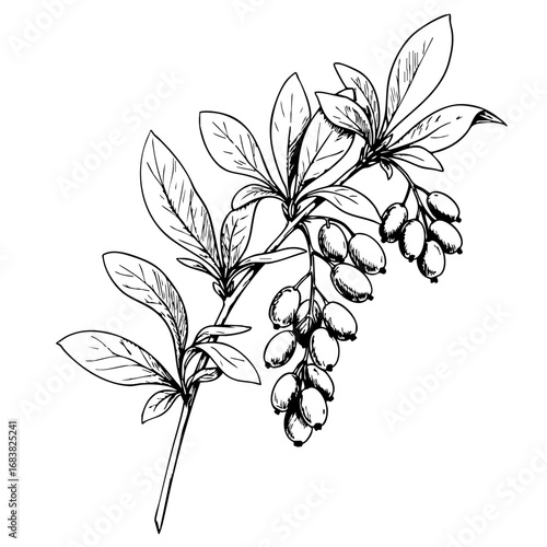 Berberis vintage sketch of a plant branch with berries and leaves  