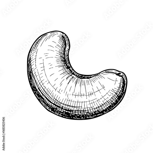 Vintage sketch of a cashew nut on a white background  