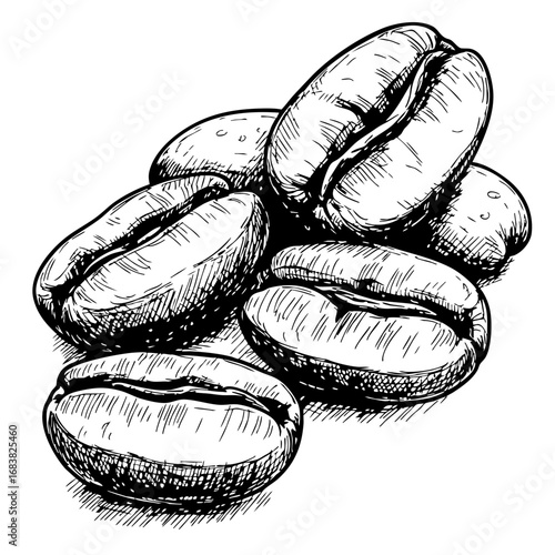 Vintage sketch of coffee beans in a detailed illustration  