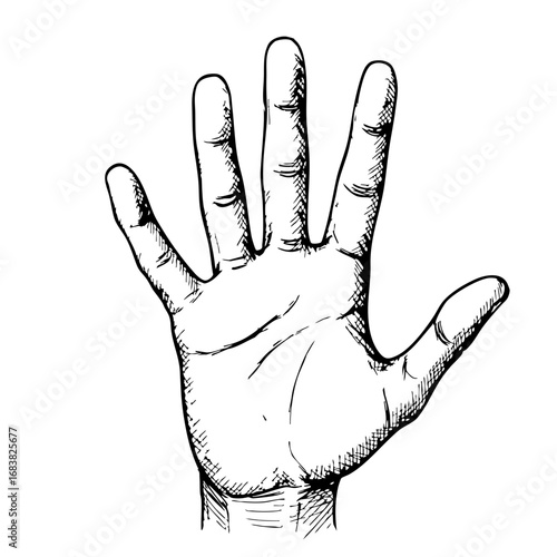 Vintage sketch of an open hand showing fingers in detail  