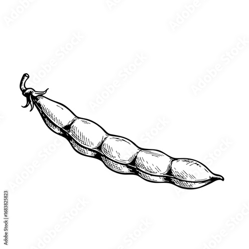 Vintage sketch of green beans on a white background  