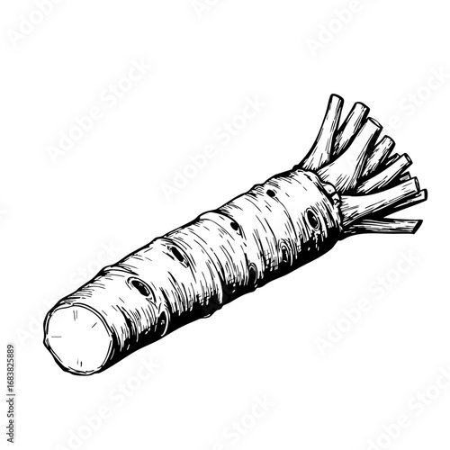 Horseradish vintage sketch illustration in black and white  