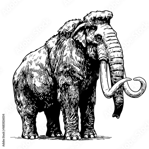 Vintage sketch of a mammoth standing with tusks raised  