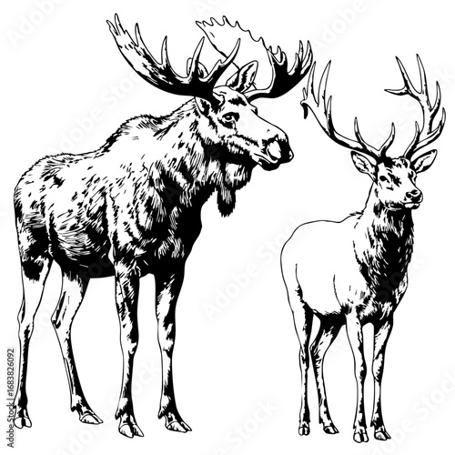 Elk and deer vintage sketch illustration in black and white  