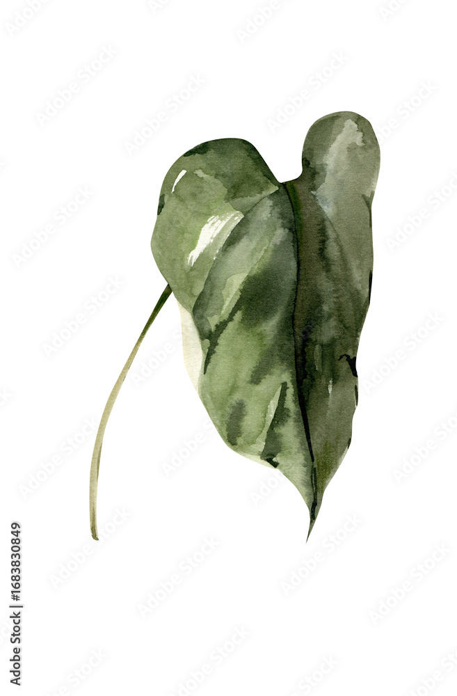 Fotografie Watercolor Botanical Element, Hand Painted Leaf, Anthurium leaf image