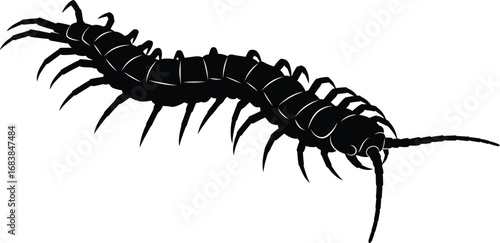 Centipede, a creepy crawly insect with many legs and a segmented body, a scary pest that crawls around