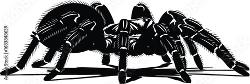A hairy tarantula, a creepy crawly spider perfect for halloween decorations, educational materials, or adding a spooky touch to designs