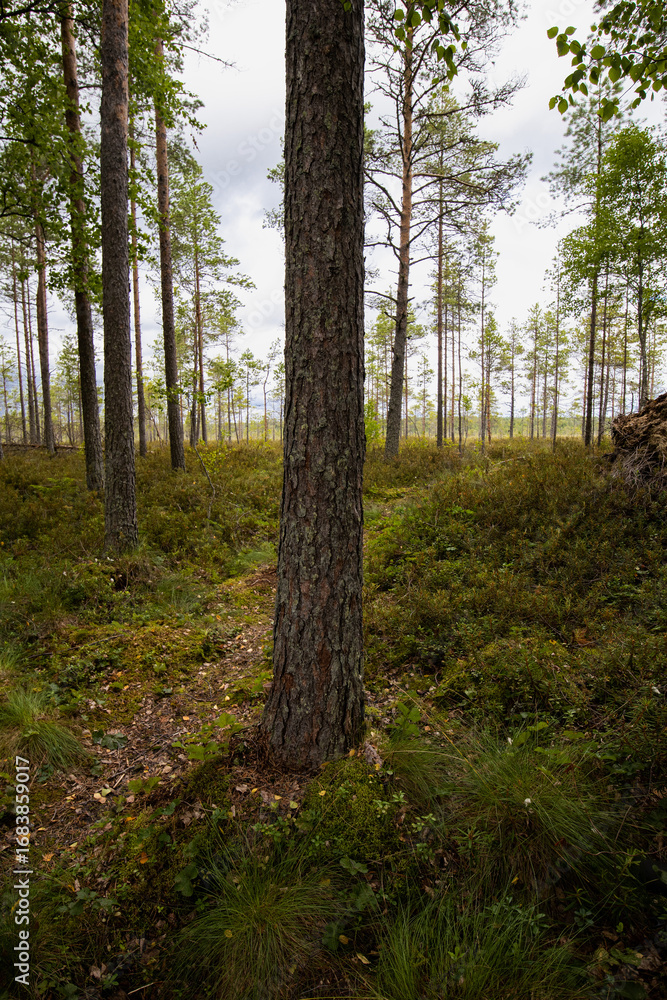 Fototapeta premium Pine forest views at the edge of the bog in Finland.