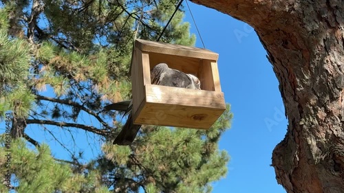 A pigeon eats grain from a feeder in the park.