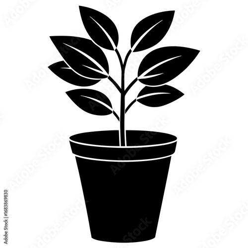 Potted Plant