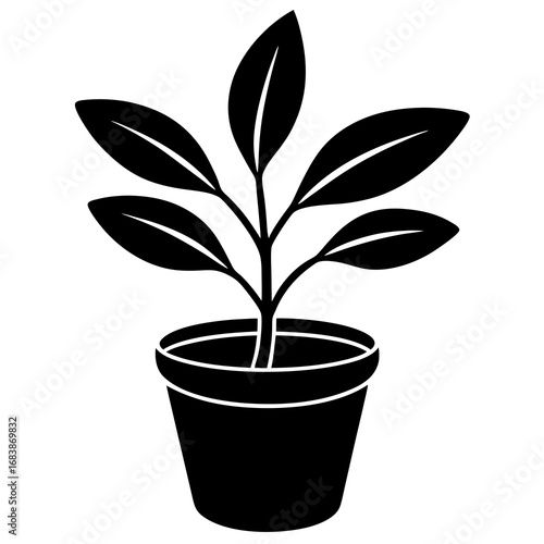 Potted Plant