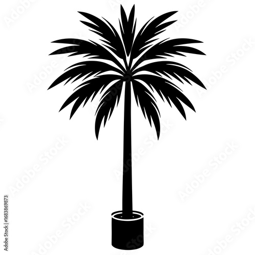 Indoor Palm